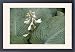 Framed Prints of A garden hosta in flower from Ardea Wildlife Pets