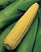 Kandy Corn Sweet Corn 300 Seeds