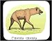 Mouse Pad with africa, spotted, hyena, crocuta, animal, dog