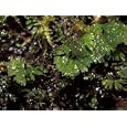 Thallose Liverwort, Hymenphyton Flabellatum, Grow on Beech Forest Logs, Australia Photographic Poster Print by Jason Edwards, 12x9