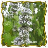 1 Oz Hairy Wood Mint (Blephilia hirsuta) Bulk Wildflower Seeds