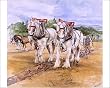 match ploughs for sale