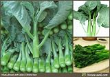 Nature Seeds Thick Stem Broad Leaf Kailan / Chinese Kale 500 Vegetable Gardening Seeds
