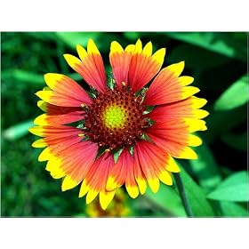 Blanket Flower - 50 Seeds, 300mg - Gaillardia by 