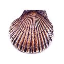 SPI 30766 Scallop Shell Doorknocker