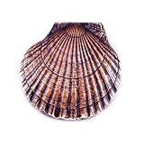 SPI 30766 Scallop Shell Doorknocker