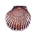 SPI 30766 Scallop Shell Doorknocker