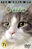 The World of Cats: Understanding Your Cat