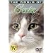 The World of Cats: Understanding Your Cat