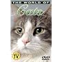 The World of Cats: Understanding Your Cat