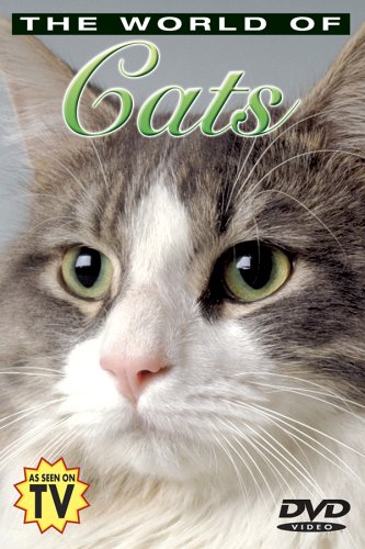 The World of Cats: Understanding Your Cat