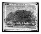 Historic Print (L): Am. Forestry Ass'n, the big Oak, Thomasville, Ga.