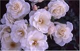 Review World of Roses  / Iceberg