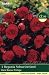 Exotic Variety Begonia Schweizerland Bulbs (3 in pack)