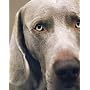 William Wegman Polaroids