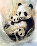 Panda Bear Bamboo Enchantment Quality Art Poster Print - 16