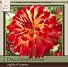 Honeyman Farms Decorative Dahlia Sights of Summer Pack of 2 Bulbs