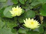 11x14 Digital Art Limited Edition Prints Waterlily Floral Realist Golden Lotus 1