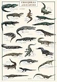 Crocodiles and Alligators Poster (#95)