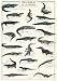 Crocodiles and Alligators Poster (#95)