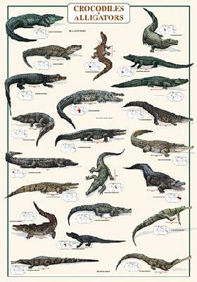 Childrens Toyshop  Toys : Crocodiles and Alligators Poster (#95)