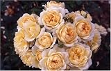 Review World of Roses  / Happy Birthday
