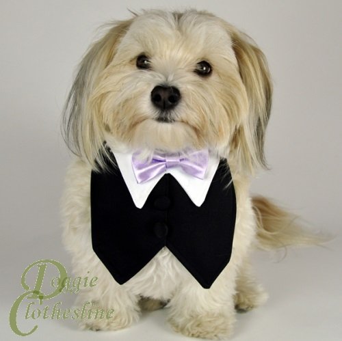 Dog Tuxedo Vest w/ Lavender Bow Tie (XS: Neck 10-12 inches)