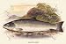 Art Poster, Galaway Sea Trout - 27.5 x 18.75