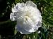 Alcea rosea Pleniflora White - weiße Stockrose