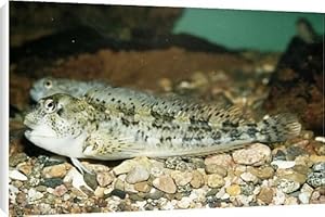 Shanny Fish