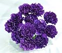 20 Fresh-cut Purple Moonshade Carnations (advance ordering recommended)