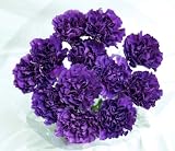 20 Fresh-cut Purple Moonshade Carnations (advance ordering recommended)