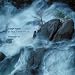 Haydn: Piano Concertos Image of Haydn: Piano Concertos