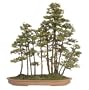 Brussel's Needle Juniper Specimen Tree