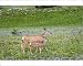 Photographic Prints of TOM-1805 Mule Deer - doe and fawn in wildflowers (mostly wild asters) from Ardea Wildlife Pets