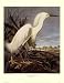 Snowy Heron or White Egret Poster by John Woodhouse Audubon (23.00 x 30.00)