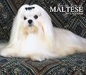 For the Love of Maltese 2007 Deluxe Calendar