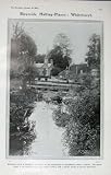 Review Old-print  / 1907 WHITCHURCH LOCK PANGBOURNE CHURCH LYNX CAT BEAR
