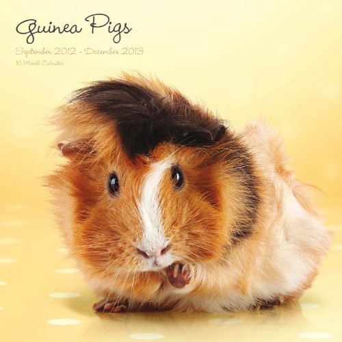 Magnet Steel Guinea Cute Calendar