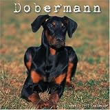 Doberman 2007 Wall Calendar
