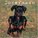 Doberman 2007 Wall Calendar