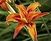 Photographic Prints of Daylily (Hemerocallis) from ClownFish Photo
