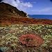 The Endemic Succulent Sesuvium at Punta Pitt, Isla San Cristobal, Galapagos, Ecuador ...