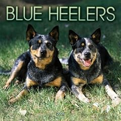Blue Heelers 2005 Calendar