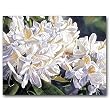 White Rhododendron, Lavender Shadows - Gift Enclosure Cards (set of 12)