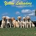 labrador23  - Yellow Labradors 2009 Wall Calendar