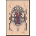 Canvas Print, The Large Intestine - 12 x 18