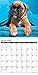 2016 Just Boxer Puppies Wall Calendar