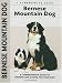Bernese Mountain Dog (Kennel Club Dog Breed Series)
