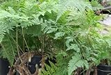 Rabbit's Foot Fern One Gallon